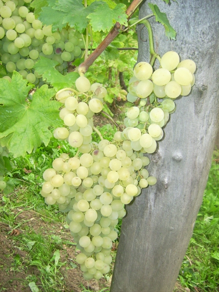 Pár fűrt szőlő